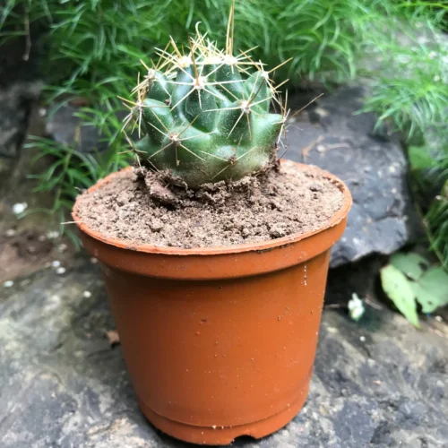 Hamatocactus Hamatocanthus Cactus Plant -Plant Life Decor Shop Hematocactus Hematocanthus V Flavispinus 3 scaled