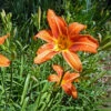 Hemerocallis 'Orange Dream' (Bulbs)