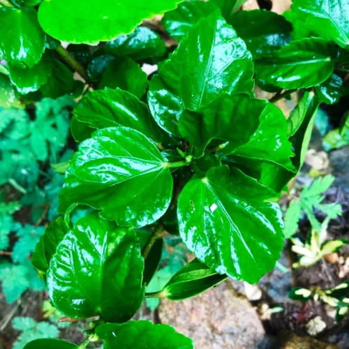 Hibiscus Colossus Plant -Plant Life Decor Shop HibiscusColossus 5