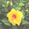 Hibiscus Cape Coral Plant