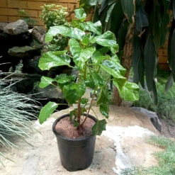 Hibiscus Saffron Twist Plant -Plant Life Decor Shop Hibiscus Generic 1 d7d96993 dd27 4a54 bb63 447c889ad60f