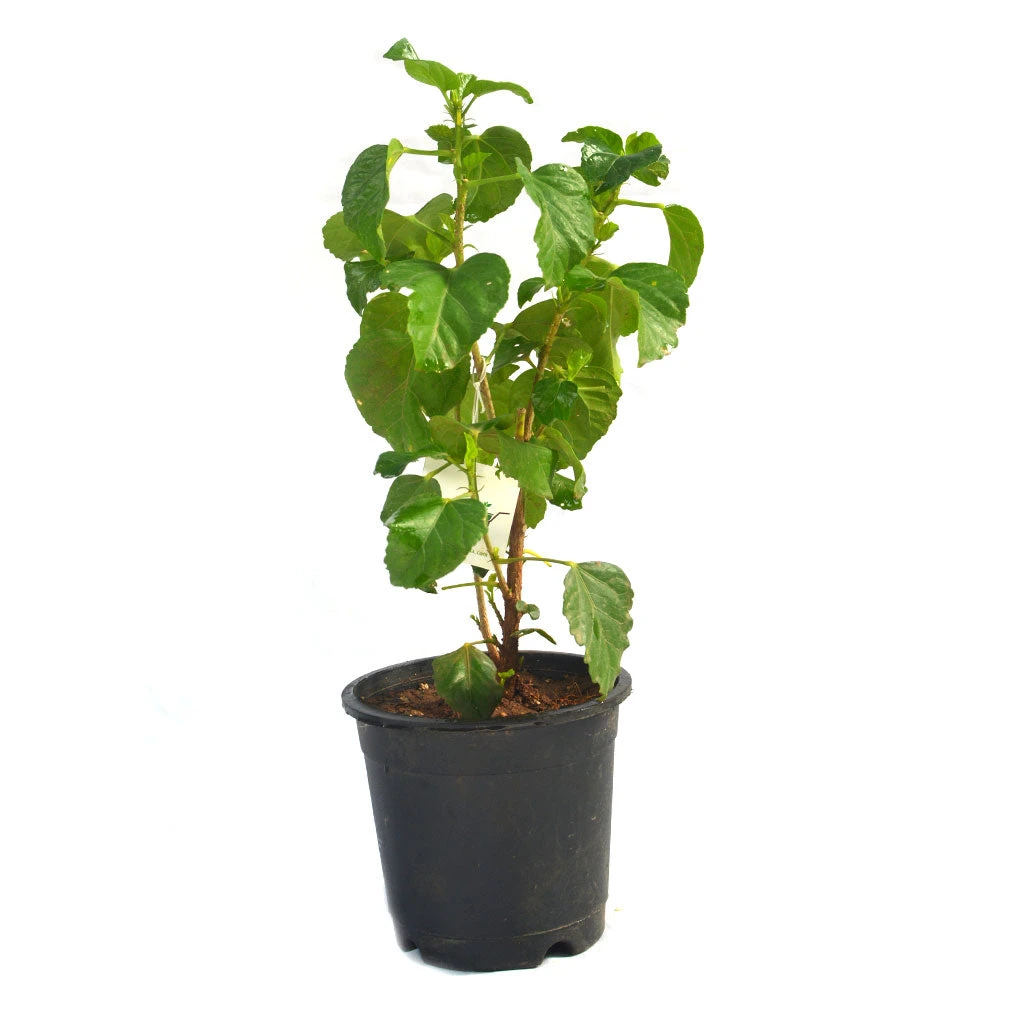 Hibiscus Exotic Red Plant 3 Hibiscus Exotic Red Plant - Image 3