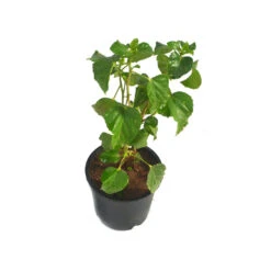 Hibiscus Exotic Orange Plant 7 Hibiscus Exotic Orange Plant -Plant Life Decor Shop Hibiscus Generic 5 e807b45f 269b 49aa b6a5 37c046897859