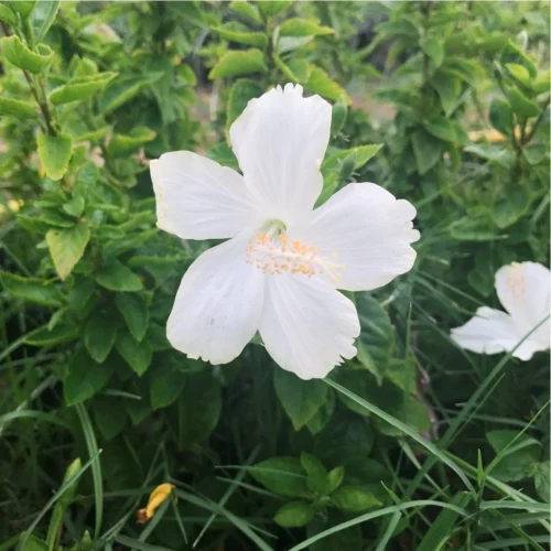 Hibiscus Lafrance Dainty White Plant