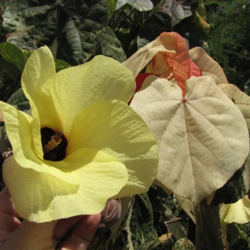 Hibiscus Tiliaceus Variegata (Bola) -Plant Life Decor Shop Hibiscustiliaceusvariegata Flower