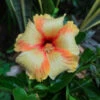 Hibiscus Saffron Twist Plant