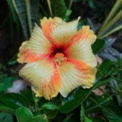 Hibiscus Saffron Twist Plant