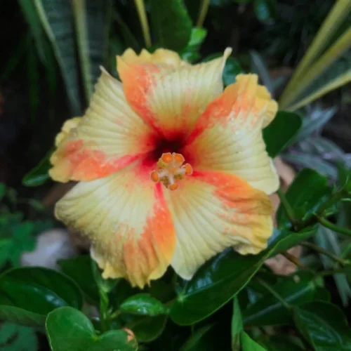 Hibiscus Saffron Twist Plant