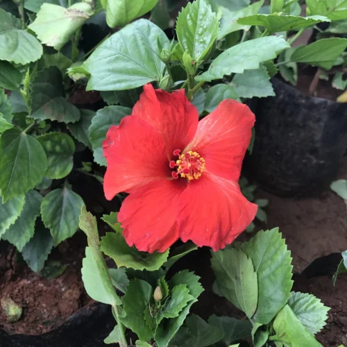 Hibiscus Exotic Red Plant