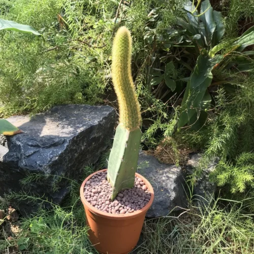 Hilderwintera Aureispina Cactus Plant -Plant Life Decor Shop Hilderwintera aureispina 1