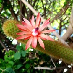 Hilderwintera Aureispina Cactus Plant -Plant Life Decor Shop Hilderwintera aureispina flower