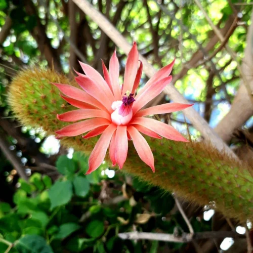 Hilderwintera Aureispina Cactus Plant -Plant Life Decor Shop Hilderwintera aureispina flower