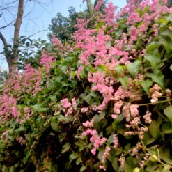 Honolulu Creeper Plant -Plant Life Decor Shop Honolulu 10