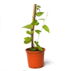 Honolulu Creeper Plant -Plant Life Decor Shop Honolulu 6