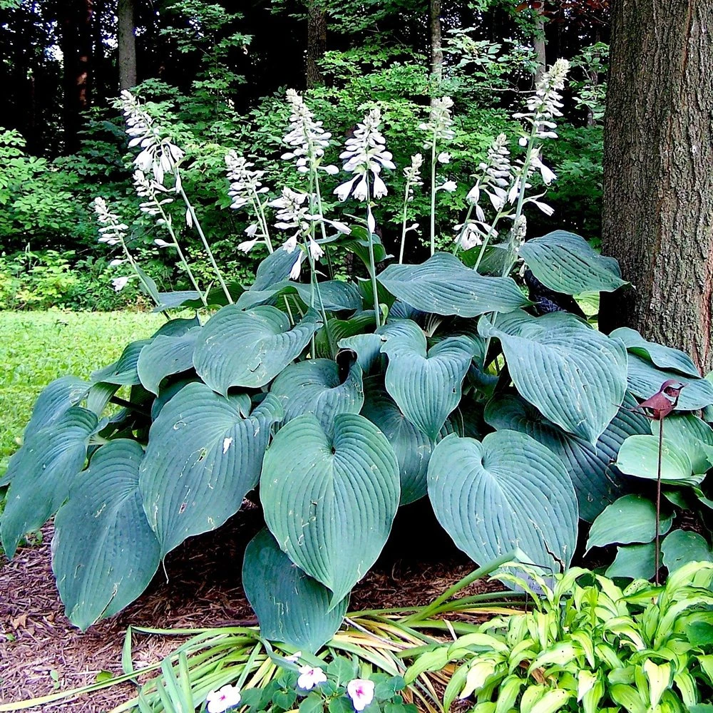 Hosta Funkia Blue 1 Hosta Funkia Blue