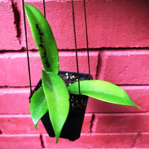 Hoya Pubicalyx White Dragon Plant -Plant Life Decor Shop Hoya Whitedragon 1