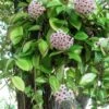 Hoya Carnosa Plant