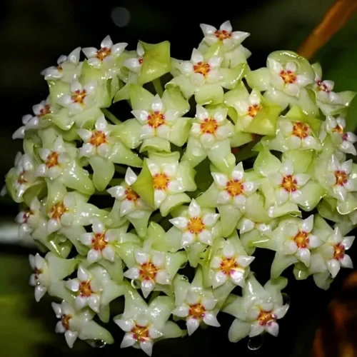 Hoya Acuta Variegated Plant