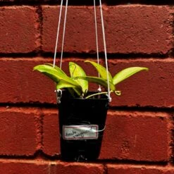 Hoya Acuta Variegated Plant -Plant Life Decor Shop HoyaAcutaVariegated