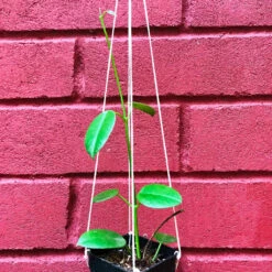 Hoya Affinis Plant -Plant Life Decor Shop HoyaAffinis 1