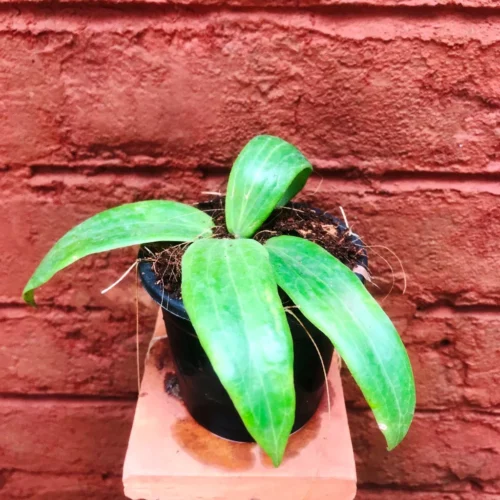 Hoya Ilagiorum Plant -Plant Life Decor Shop HoyaArchboldiana 6 b2b4bbda b569 43b5 b9ad 02ec5199979e