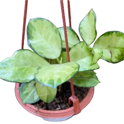 Hoya Australis 'Lisa' Plant 5 Hoya Australis 'Lisa' Plant -Plant Life Decor Shop HoyaAustraliaLisa