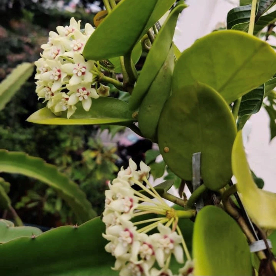 Hoya Australis Plant 2 Hoya Australis Plant - Image 2