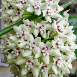 Hoya Australis Plant
