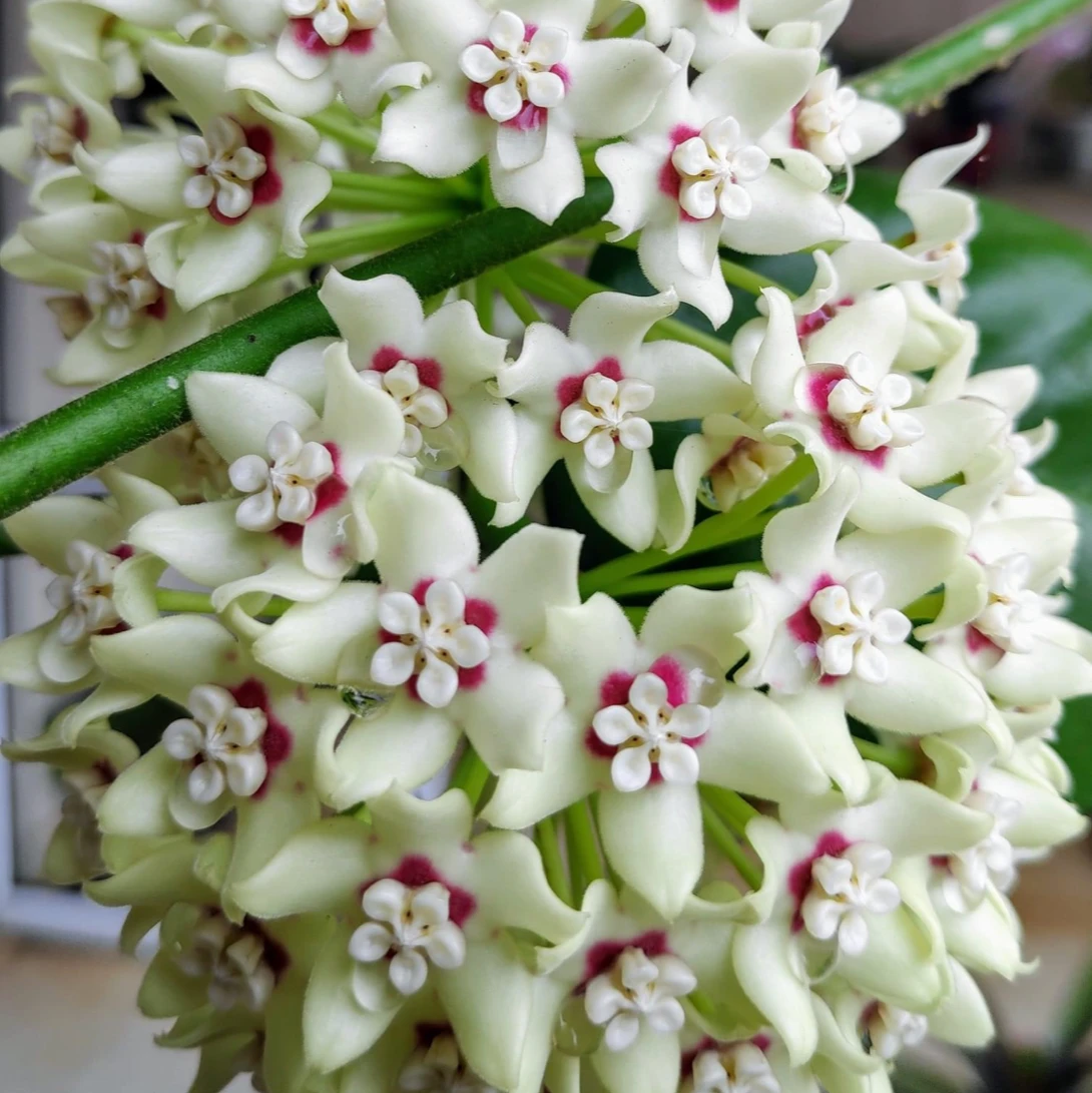 Hoya Australis Plant 1 Hoya Australis Plant