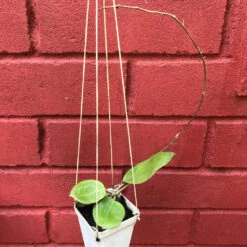 Hoya BP01 Plant -Plant Life Decor Shop HoyaBP01 1