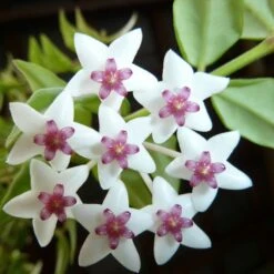 Hoya Bella Plant