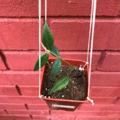 Hoya Bella Plant -Plant Life Decor Shop HoyaBella 3