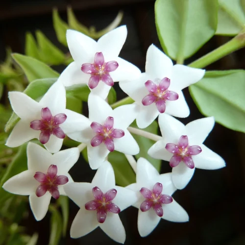 Hoya Bella Plant