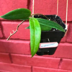 Hoya Blasherneazii Plant -Plant Life Decor Shop HoyaBlasherneazii 2