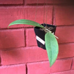 Hoya Bulusan Plant -Plant Life Decor Shop HoyaBulusan 2