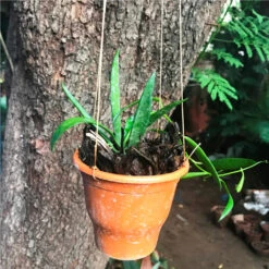 Dischidia Parasitica Plant -Plant Life Decor Shop HoyaBuotii 1 da5a006c 0184 4389 97af 3c24e0c46b03