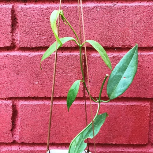 Hoya Buotii Plant -Plant Life Decor Shop HoyaBuotii 5
