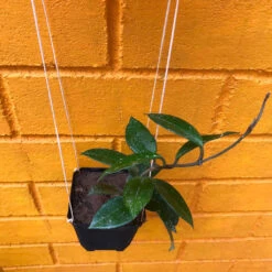 Hoya Carnosa Plant -Plant Life Decor Shop HoyaCarnosa