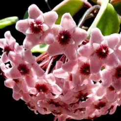 Hoya Carnosa Chelsea Plant