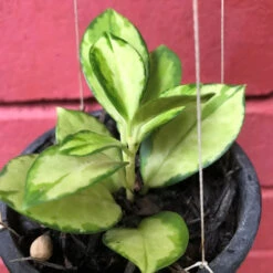 Hoya Krimson Princess Plant -Plant Life Decor Shop HoyaCarnosaKrimsonPrincess 2