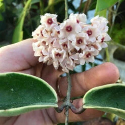 Hoya Krimson Princess Plant -Plant Life Decor Shop HoyaCarnosaVariegated