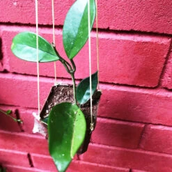 Hoya Carnosa White Plant -Plant Life Decor Shop HoyaCarnosaWhite 2 2