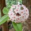 Hoya Carnosa White Plant