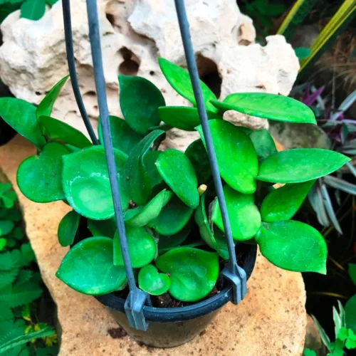 Hoya Carnosa Amore Plant