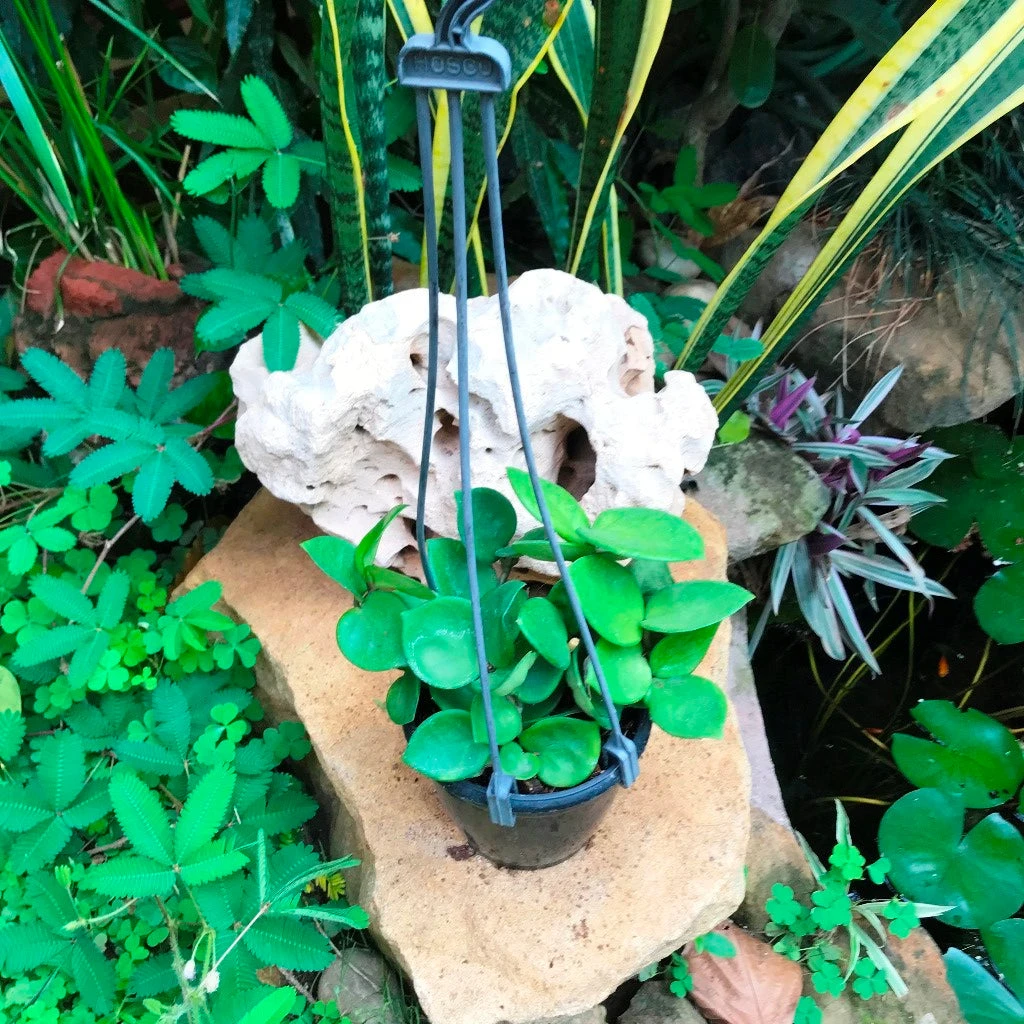 Hoya Carnosa Amore Plant 2 Hoya Carnosa Amore Plant - Image 2