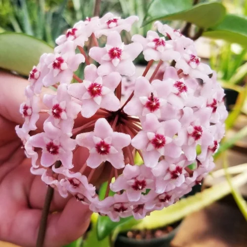 Hoya Krimson Princess Plant