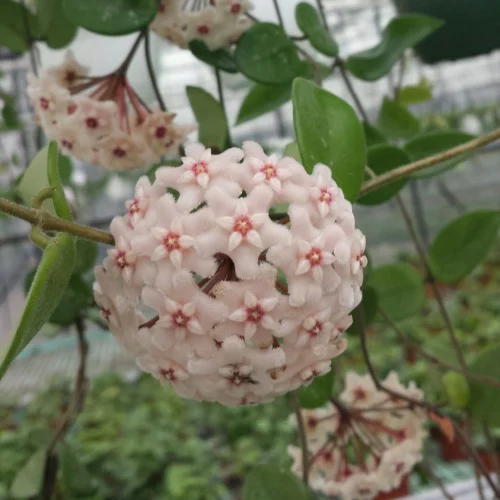 Hoya Chouke Plant