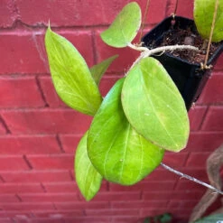 Hoya Chuniana Plant -Plant Life Decor Shop HoyaChuniana 3