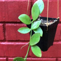 Hoya Collina Plant -Plant Life Decor Shop HoyaCollina 1