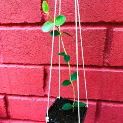 Hoya Cumingiana Plant -Plant Life Decor Shop HoyaCummingiana